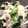 クックRHS0Z0☆'s cooksnap of when they made みょうがの焼きうどん.