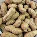 花楓mama's cooksnap of when they made 【圧力鍋8分】生落花生の塩茹で.