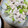 wizard74's cooksnap of when they made 蒸し鶏とセロリのハニーマスタード和え.