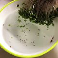 はなぴっち's cooksnap of when they made ブロッコリースプラウトの洗い方♪.