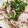 ブランシュkuu's cooksnap of when they made 簡単♪豚しゃぶサラダうどん.