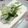 yukanosuke's cooksnap of when they made 塩しらす豆腐　生姜醤油添え.