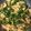 クック851ZLI☆'s cooksnap of when they made 鶏の青椒肉絲（チキンジャオロース）.