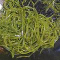 介の姫's cooksnap of when they made 生昆布のガーリック醤油炒め♪.