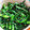 Emihann's cooksnap of when they made 冬の旬菜を使ったきくなのナムルのレシピ★.