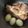 みみ母's cooksnap of when they made 圧力鍋で煮豚.