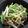 TYSK's cooksnap of when they made SOBAサラダ.