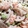 みゆこ♪ママ's cooksnap of when they made 蓮根と海老、枝豆の明太マヨあえ.
