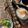 87238750's cooksnap of when they made フライパンでさんまの塩焼き.