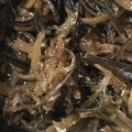 クック74OA1J☆'s cooksnap of when they made だしがら活用で旨♪煮干しと昆布の生姜佃煮.
