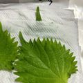 ＯＣmama's cooksnap of when they made 大葉の保存方法(写真のは10日前購入).
