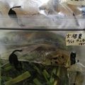 たこやききなこ's cooksnap of when they made 大根の葉のお漬物.