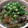 yumelon88's cooksnap of when they made 揚げナスのみぞれ煮～揚げ浸し.