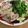 Figeac's cooksnap of when they made 腸内環境を整える！塩麹豚のネバネバ丼.