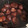 クックXHKZ01☆'s cooksnap of when they made なめらか食感　極上スイーツ　栗の渋皮煮.