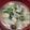 hanemakoo's cooksnap of when they made 納豆汁〜きのこたっぷり♫.
