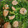 クックZTZ10H☆'s cooksnap of when they made 小松菜大量消費＊エビと小松菜の中華炒め.