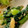 MULA's cooksnap of when they made 屋台のほうれん草.