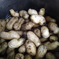 makichaki's cooksnap of when they made 圧力鍋で作る　ゆで落花生.