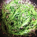 ♬あじさいのレシピ♬'s cooksnap of when they made 簡単！豆苗とツナのごま油炒め.
