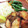 まみお✳'s cooksnap of when they made 簡単！新定番！ブリの竜田揚げ.