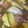 クックFILJYQ☆'s cooksnap of when they made さつま芋と鳥もも肉のミカンの皮煮.