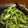 kigiri's cooksnap of when they made ごっつ風 空芯菜炒め.