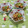 みかかめ's cooksnap of when they made 鮭白子の煮付け.