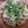 ぷっちかおりんご's cooksnap of when they made めんつゆで簡単！えのきの炊き込みごはん.
