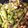 クックF9F4N1☆'s cooksnap of when they made 甘長とうがらしと豆の焼きびたし.