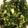 クックX6H49X☆'s cooksnap of when they made 大きい小松菜で漬け物.