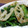 マックマチダ's cooksnap of when they made 簡単！ほうれん草とレンコンのごまあえ.