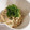 はるママまんま's cooksnap of when they made 鶏ささみのさっぱり梅しそ和え.