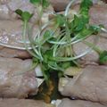 ハーゲンハート's cooksnap of when they made マコモダケの肉巻き.