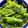 クックLDX6TD☆'s cooksnap of when they made ターサイのナムル.