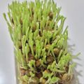 tamago大好き's cooksnap of when they made 【再利用】豆苗の水耕栽培は、何回まで?.