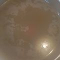 しょーてぃか's cooksnap of when they made 醤油ラーメンスープの作り方（覚え書き）.