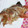アカほっぺ's cooksnap of when they made 【旨】あらかぶ(かさご)の酒蒸し.
