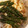 ひでひと＊'s cooksnap of when they made いんげんのごま和え.