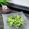 いちご海月's cooksnap of when they made ご飯もりもり！小松菜のシラス炒め.