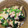 いたちゃん55's cooksnap of when they made 和風お浸し風☆菜の花のスプリングサラダ.