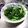 こちなち's cooksnap of when they made スティックセニョールの辛子しょうゆ和え.