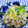 ととろ＆めい's cooksnap of when they made ネギ豚炒め＊おろし大根ゆず仕立てがけ.
