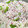 クックM6DK2O☆'s cooksnap of when they made 春の訪れ。ウメ・梅ごはん.