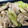 ほのぼのいっこ's cooksnap of when they made 豚ロースとキャベツとしめじの塩昆布炒め.