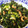 ホウキボウシ's cooksnap of when they made 大根葉とちくわの炒め物.