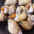 ちきんらーめん子's cooksnap of when they made ばい貝の煮付け.
