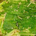 ヒロ♪エリ's cooksnap of when they made 豚バラと水菜の簡単鍋.