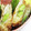 新妻あや's cooksnap of when they made 簡単☆枝豆の春巻き.