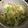 葉月優希's cooksnap of when they made レンチン白菜で胡麻油香るおかかポン酢和え.